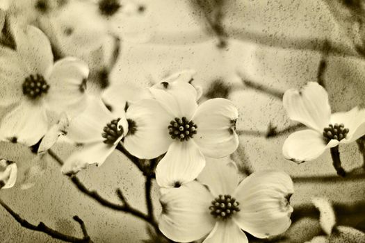 Dogwood blossoms in sepia tones