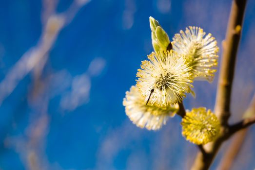 Willow on blue backrgound