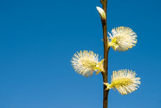 Willow on blue backgound