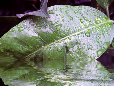 leaf with water drops