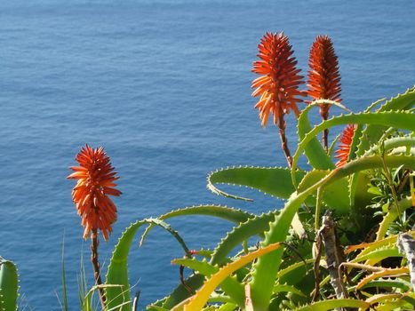 aloe flower on Capri island in February.
Important medicinal plant, used for cosmetics as well. 