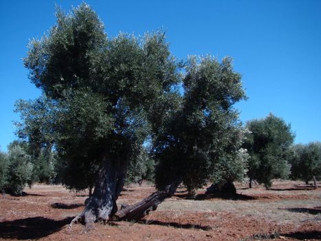 old olive trees in Apulia