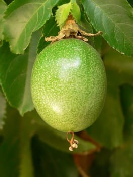 Passiflora fruit on branch close-up