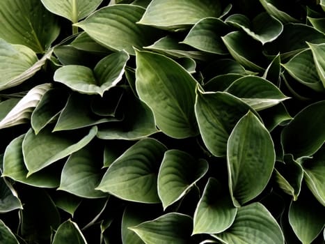 Broad green leaf bed background texture.
