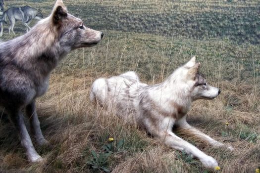 Canines on display in a museum.