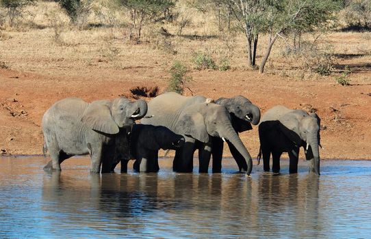 An African Elephant