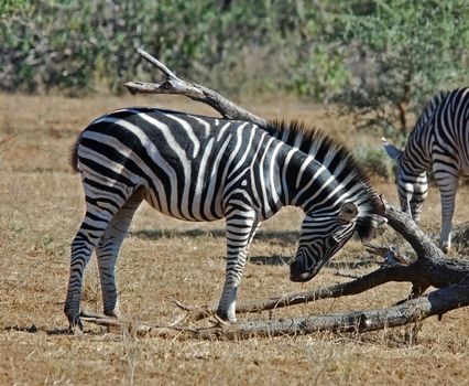Young Zebra