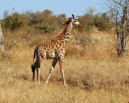 Baby Giraffe in the bushveld of South Africa.