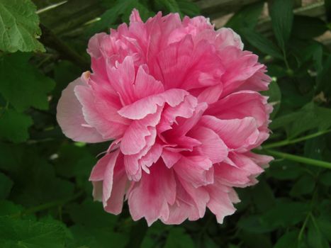 detail of a blooming peony shrub