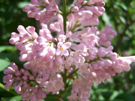 Close up of the tender lilac blossoms.