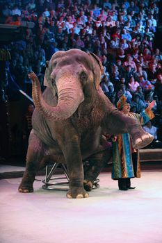 Asian Elephant in circus