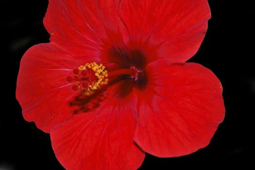 large red flower on black background, macro