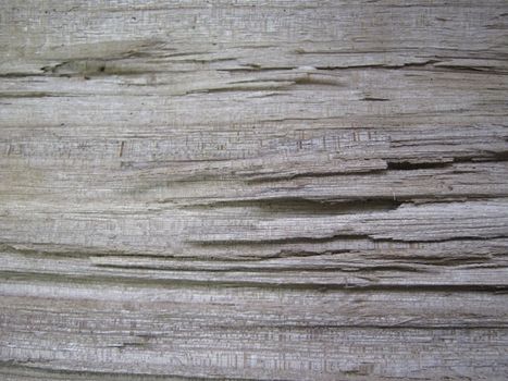 the texture of old wood, fiber macro