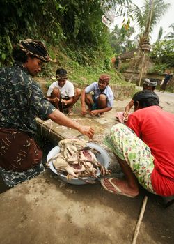 Young men dress a duck for wedding ceremony. Indonesia. Bali