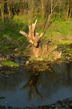 In troubled waters reflection of a dry dead-wood