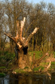 In troubled waters reflection of a dry dead-wood