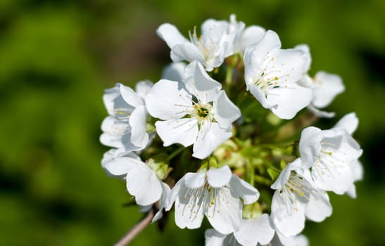 White flowers on a tree branch in a spring garden