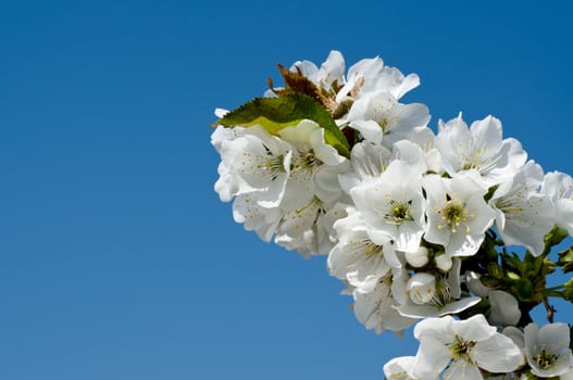 White flowers on a tree branch in a spring garden