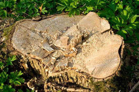 The stub covered with a moss - all that remains from the big tree in wood