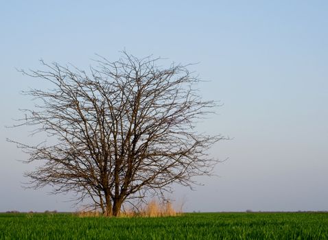 Lonely tree without leaves in a spring field with a green grass