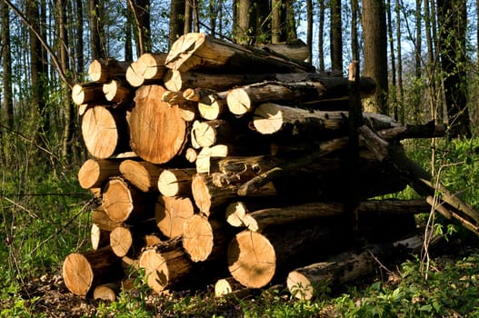 Round old timbers ready to go to in processing