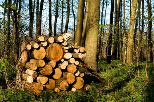 Round old timbers ready to go to in processing