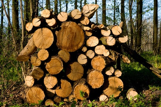 Round old timbers ready to go to in processing