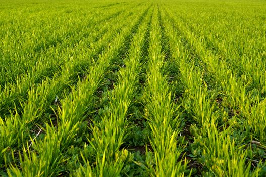 new shoots of a winter wheat on a spring field