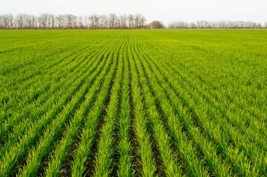 new shoots of a winter wheat on a spring field