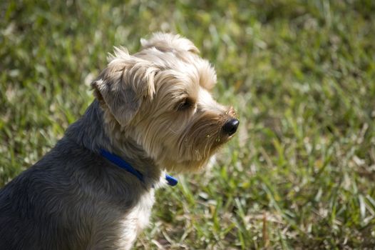 Portrait of a Yorkshire Terrier with grass in the background