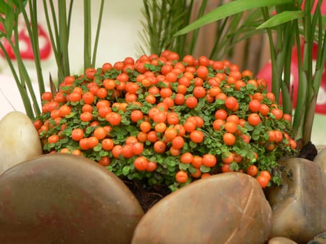 Beautiful coral moss bead plant