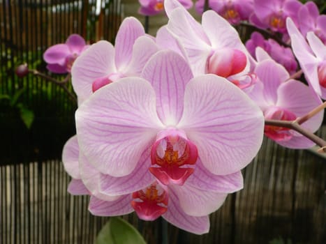 beautiful orchids close-up