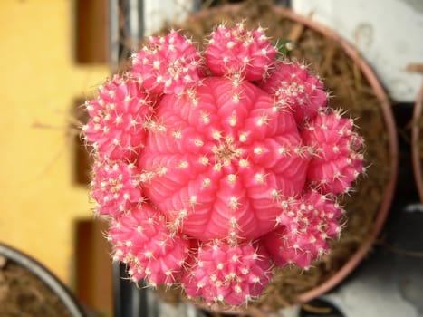 beautiful pink cactus close-up