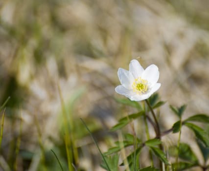 Single white Daisy in early spring