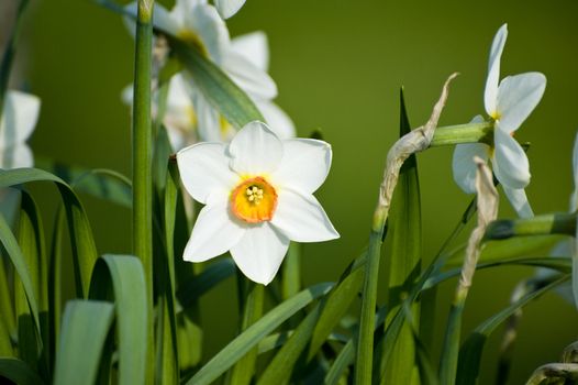 Beautiful lillies close-up