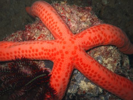 Red starfish close-up. Sipadan island. Celebes sea