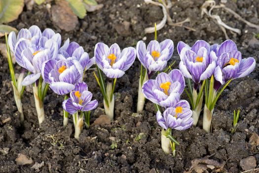 First flowers have blossomed in the garden