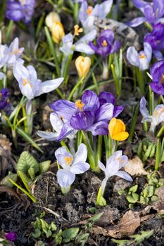 Multicolored blossoming crocuses in the garden