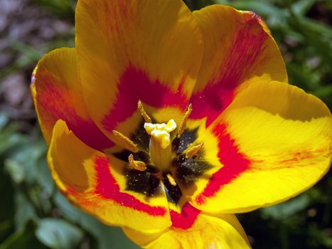 Vivid beautiful colorful spring tulip in closeup