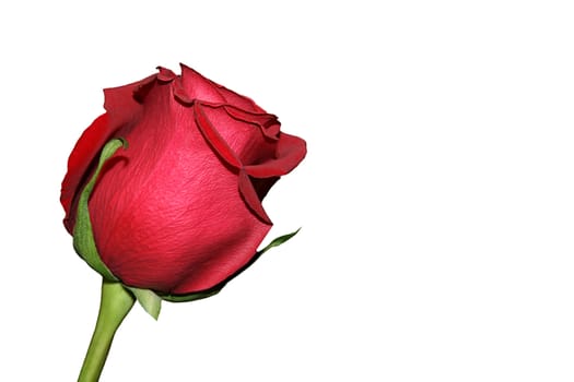 Single isolated red rose