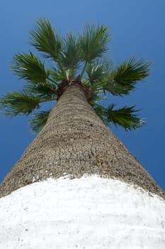 Down to top view of a palm