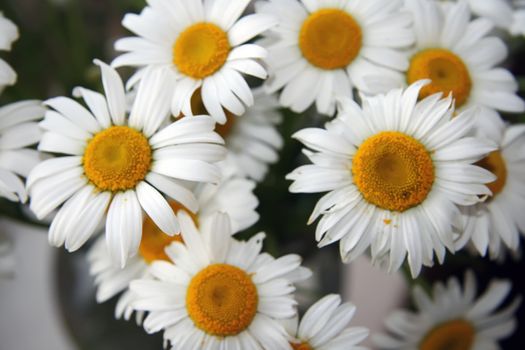 Beautiful bouquet of fresh chamomiles