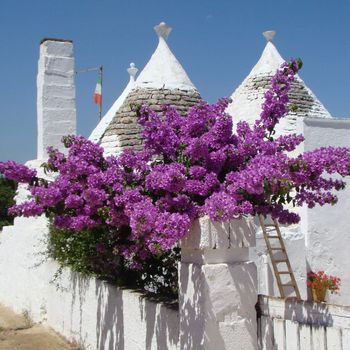 Purple bougainvillea and conical roofs of trullo house- typical for region close to Alberobello in south Italy