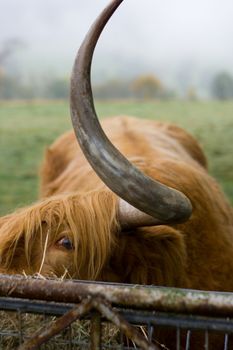 Scottish bull named Hamish looking at you