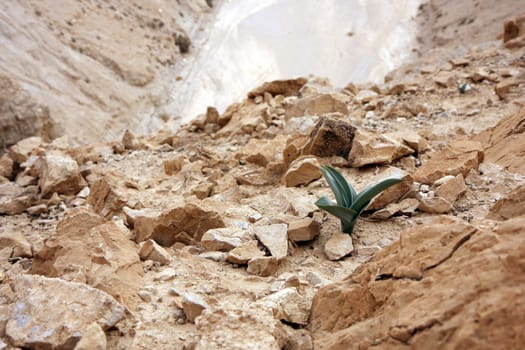 Desert rose - a flower in the middle of desert next to the dead sea