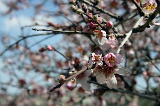 Almond tree