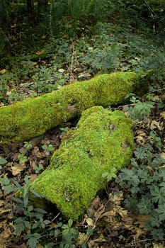 Moss covered logs on the forest floor.