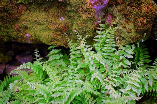 Ferns growing in the forest.