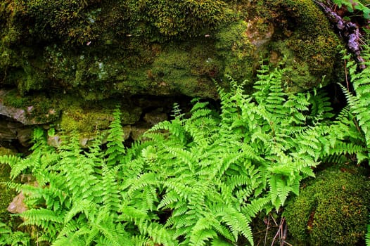 Ferns growing in the forest.