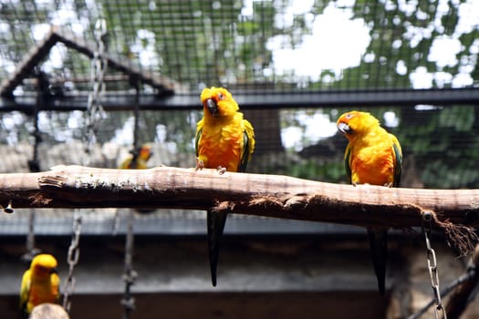 Parrots in a line